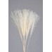 MISCANTHUS Bleached  30"